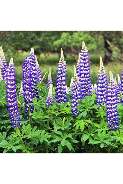 ZENGARDEN EV VE BAHÇE The Governor lupin tohumu acı bakla çiçeği lupinus russel