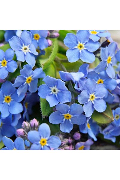 ZENGARDEN EV VE BAHÇE Beni Unutma Çiçeği Tohumu Myosotis Sylvatica Mavi Çiçekli