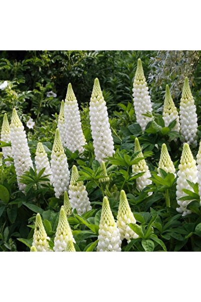 ZENGARDEN EV VE BAHÇE Noble Maiden lupin tohumu acı bakla çiçeği lupinus russel