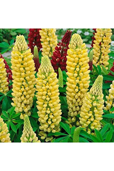 ZENGARDEN EV VE BAHÇE Chandelier lupin tohumu acı bakla çiçeği lupinus russel