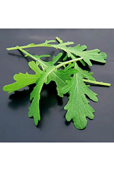 ZENGARDEN EV VE BAHÇE Yeşil kıvırcık hardal otu tohumu Atalık