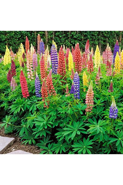 ZENGARDEN EV VE BAHÇE Minarette lupin tohumu bodur minare acı bakla çiçeği lu...