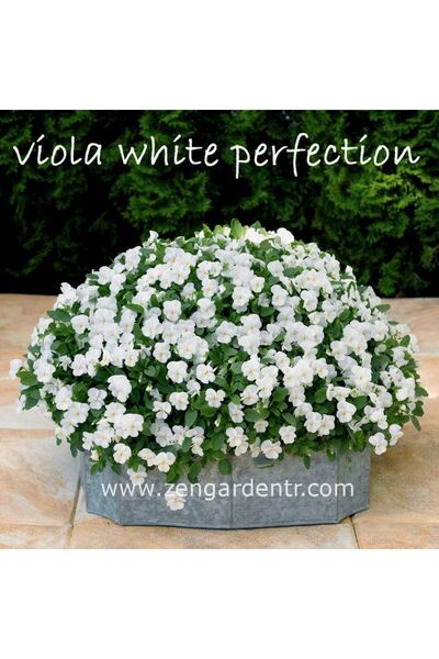 ZENGARDEN EV VE BAHÇE Beyaz hercai menekşe tohumu viola cornuta
