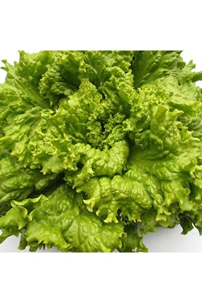 ZENGARDEN EV VE BAHÇE Siyah tohumlu marul tohumu atalık simpson black seeded