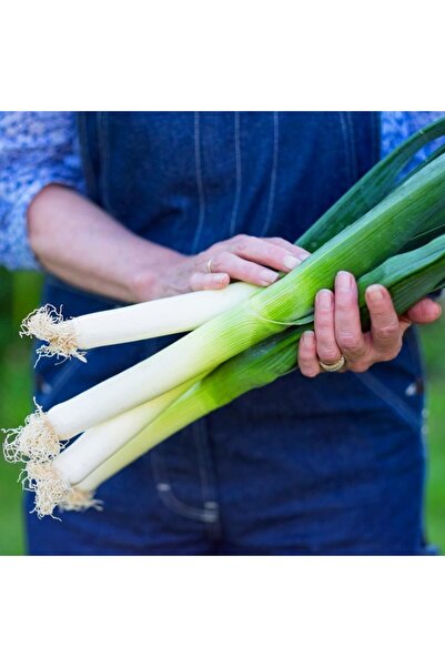 ZENGARDEN EV VE BAHÇE Sofralık pırasa tohumu atalık white spear allium porrum