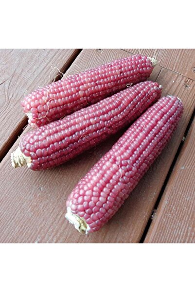 ZENGARDEN EV VE BAHÇE Pembe Tutku atalık cin mısır tohumu patlatmalık