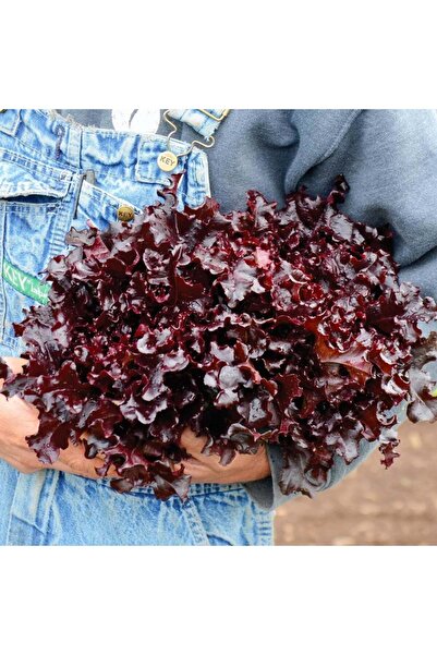 ZENGARDEN EV VE BAHÇE Kırmızı marul tohumu atalık salad bowl red