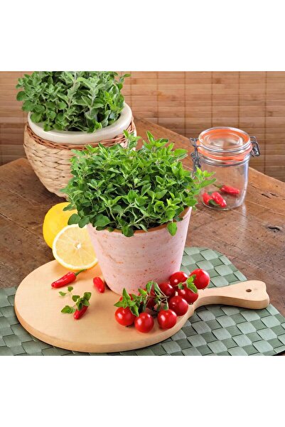 ZENGARDEN EV VE BAHÇE Yunan kekiği Kerata geleneksel şifalı kekik tohumu