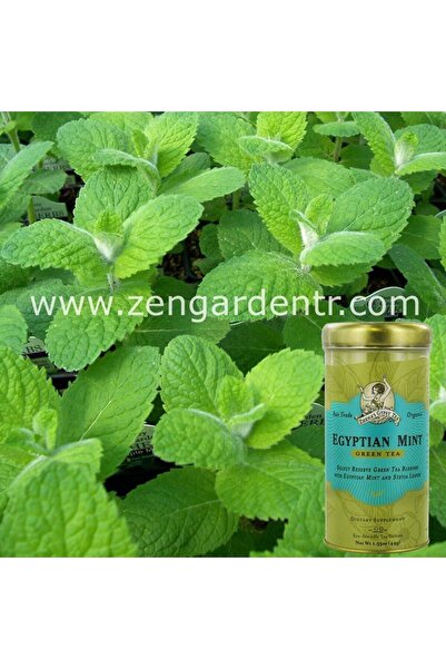 ZENGARDEN EV VE BAHÇE Mısır nane tohumu elma nanesi mentha rotundifolia