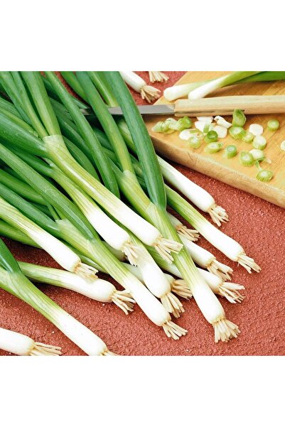 ZENGARDEN EV VE BAHÇE Taze soğan tohumu geleneksel white spear seeds allium f...