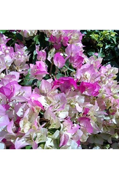 AYDOĞDU Tüplü Çift Renkli Alyans Begonvil Çiçeği Fidanı