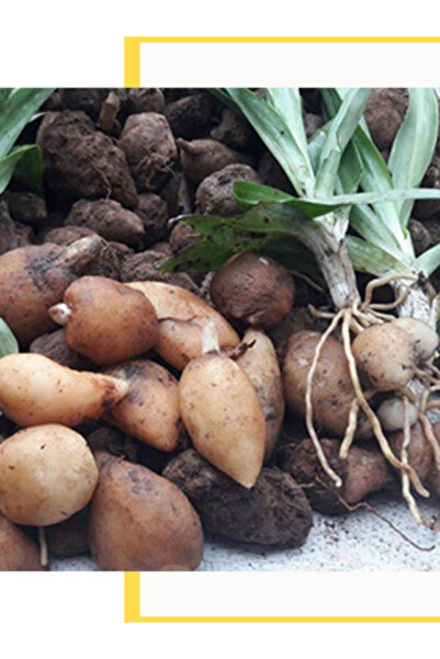 Salep Bitki Evi Doğal Salep Yumrusu (2500 ADET)