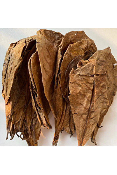 Oquanus Catappa Yaprağı 20 Adet (10-15CM)