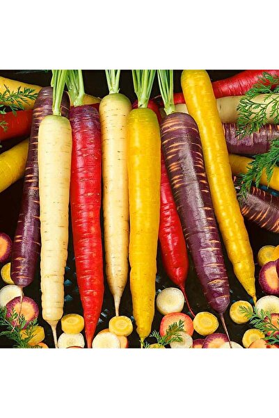 ZENGARDEN EV VE BAHÇE Rainbow blend mixed Gökkuşağı havuç tohumu carrot