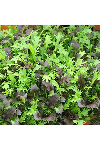 ZENGARDEN EV VE BAHÇE Kıvırcık salata karışımı tohumu