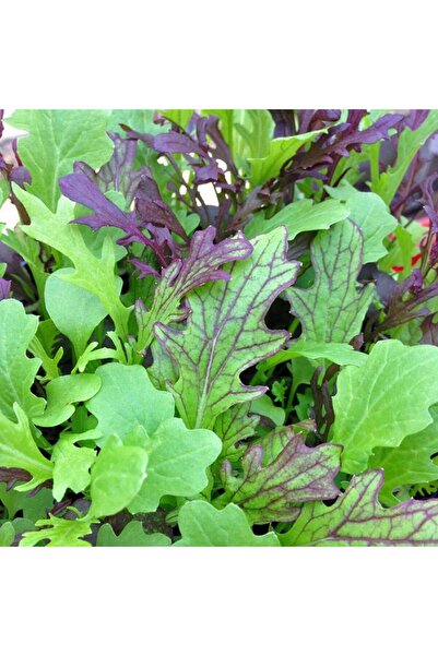 ZENGARDEN EV VE BAHÇE Tatlı hardal otu salata karışımı Tasty mustard mix