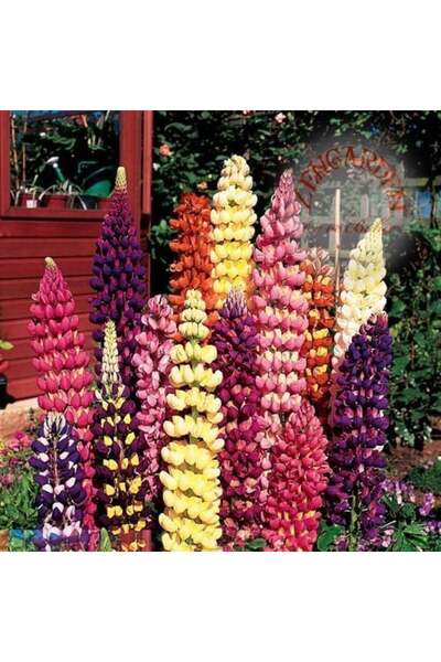 ZENGARDEN EV VE BAHÇE Kokulu lupin tohumu renkli karışım lupine russell strain