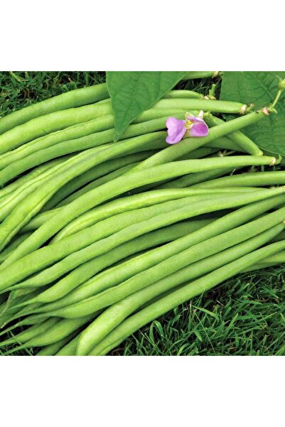 ZENGARDEN EV VE BAHÇE Sultan fasulye tohumu oturak çalı tipi