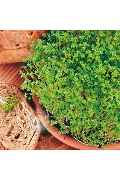 ZENGARDEN EV VE BAHÇE Kıvırcık tere tohumu biberotu geleneksel curled cress p...