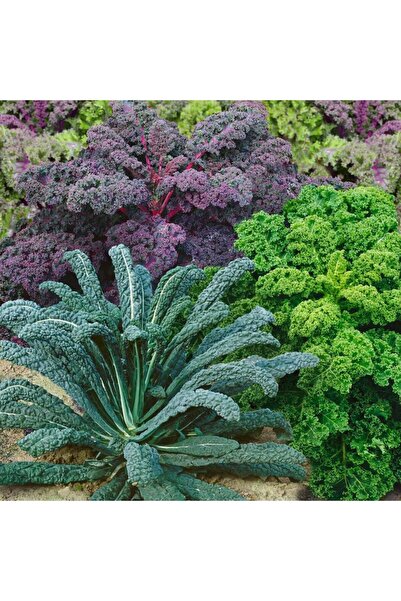 ZENGARDEN EV VE BAHÇE Gökkuşağı Kale Lahana tohumu karışımı Kale Kaleidoscope...