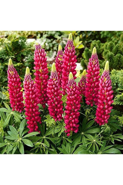 ZENGARDEN EV VE BAHÇE The Pages lupin tohumu acı bakla çiçeği lupinus russel