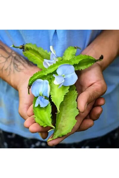 ZENGARDEN EV VE BAHÇE Kanatlı fasulye tohumu Atalık tohum Psophocarpus tetrag...