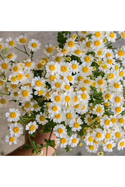 ZENGARDEN EV VE BAHÇE Şifalı alman papatyası tohumu elma kokulu german chamom...