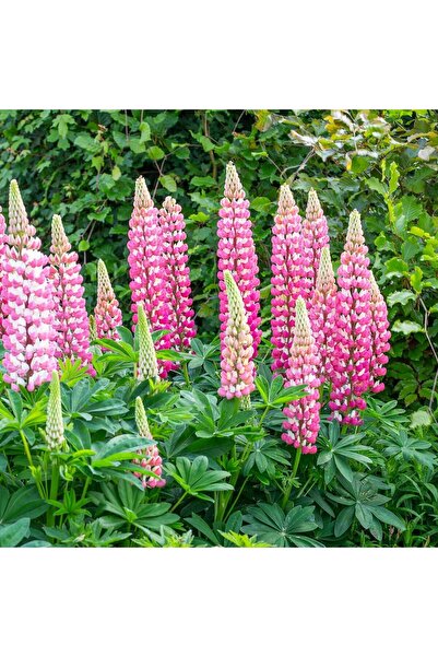 ZENGARDEN EV VE BAHÇE The Chateleine lupin tohumu acı bakla çiçeği lupinus ru...