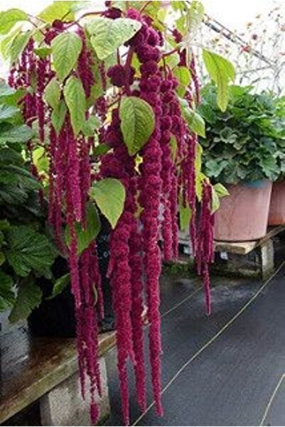 doğaşık Sarkan Horoz İbiği 100 Adet (Mor Kırmızı Renk) Amaranthus caudatus?