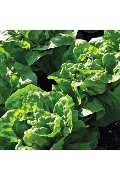 ZENGARDEN EV VE BAHÇE Fransız Arianna marul tohumu atalık dayanıklı çeşit