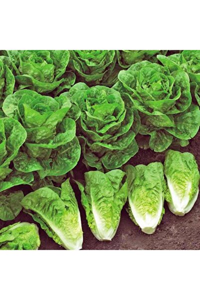 ZENGARDEN EV VE BAHÇE Balkan marul tohumu soğuğa dayanıklı kışlık varyete