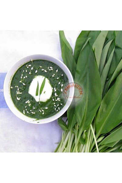 ZENGARDEN EV VE BAHÇE Yabani sarımsak tohumu ayı sarmısağı ramsons wild garlic