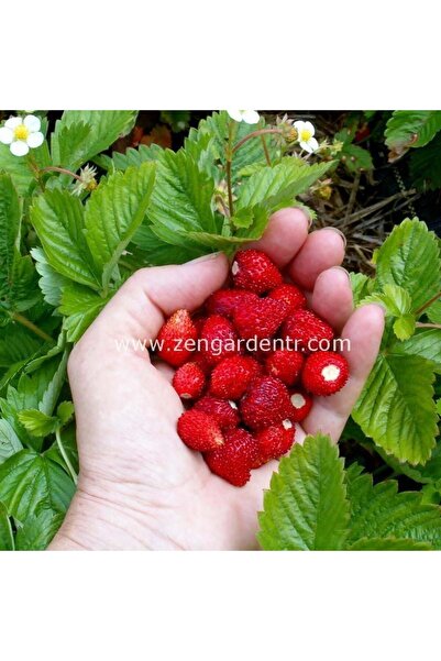 ZENGARDEN EV VE BAHÇE Kokulu çilek tohumu rugen doğal strawberry ruegen