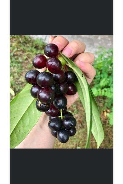 ASES 4 Yaş Aln Gövdeli Meyve Veren Tüplü Laz Kirazı (KARAYEMİŞ,TAFLAN) Fidanı 4 Yaş Boy170-200 Cm