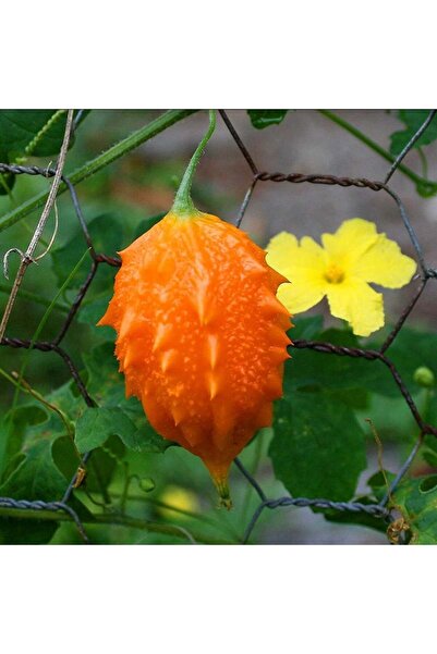ZENGARDEN EV VE BAHÇE Kudret narı tohumu bitter melon seeds momordica charantia