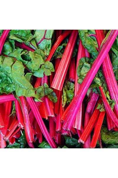 ZENGARDEN EV VE BAHÇE Kırmızı saplı pazı tohumu red chard beta vulgaris