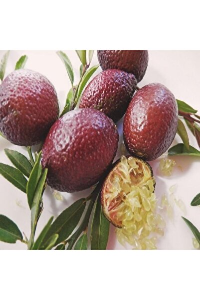 ASES Tüplü 2 Yaş Avusturalya Blood-kırmızı Lime Limon Fidanı