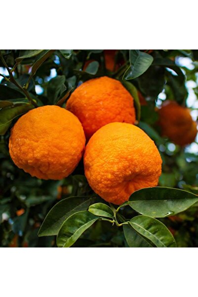 ASES Tüplü 2 Yaş Turunç Anaç(aşılanabilir Veya Reçellik Turunç Meyvesi Alınab...