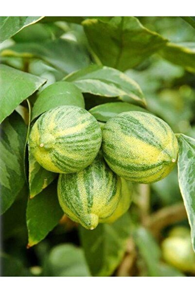 ASES 2 Yaş Tüplü Özel Bir Tür Alaca Limon (BOY 80-100 CM)