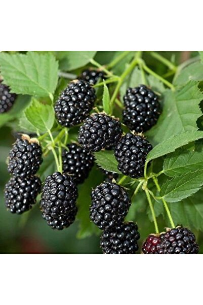 ASES Tüplü Jumbo Böğürtlen Fidanı 1 Yaş - Iri Meyveli