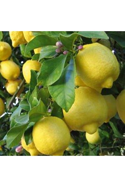 ASES Tüplü Aşılı Bodur Saksılık Enterdonat Limon Fidanı 4 Yaş 80-100 Boy