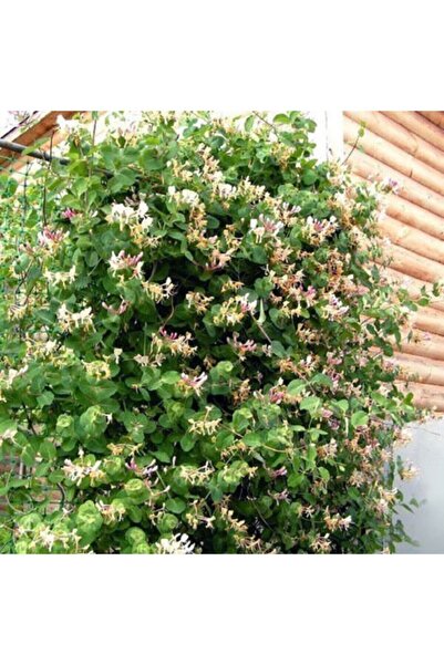 ASES Saksıda Sarmaşık Kokulu Hanımeli Çiçeği 120-150 Cm