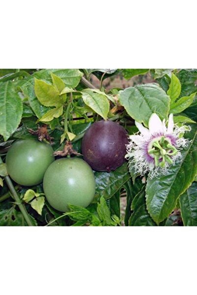 ASES Tüplü Mor Passiflora Fidanı Yaş 2 Boy 130-150