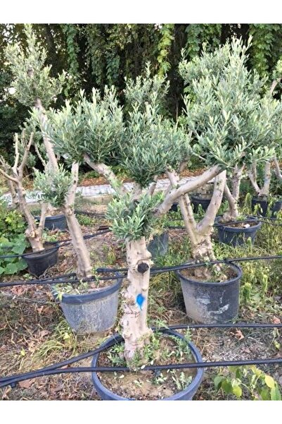 ASES SAKSIDA 20-25 YAŞ GEMLİK ZEYTİN AĞACI BOY 170-200 CM