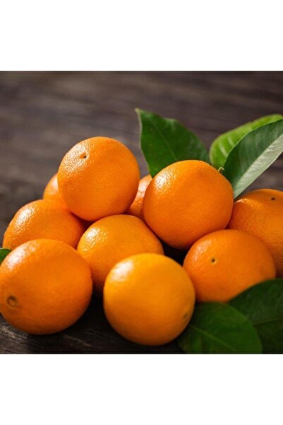 ASES Tüplü Aşılı Fukumoto Portakal Fidanı Yaş 1-2 Boy 90-110 Cm Soğuklara Day...