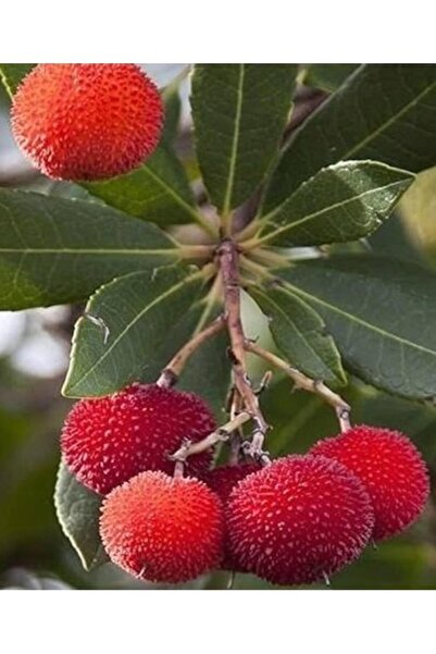 ASES 3 Yaş Kocayemiş (dağ Çileği) Fidanı 80-110 Cm