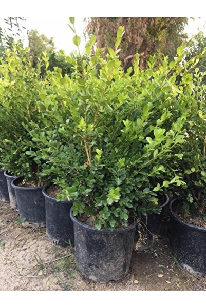 ASES Geniş Forumlu Hızlı Büyüyen Şimşir Fidanı Buxus Sempervirens 60-80 Cm