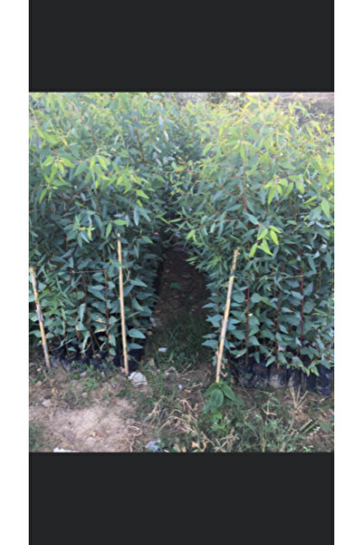 ASES 10 Adet Bataklık Kurutan Okaliptus Fidanı Boy 100-120cm 6 Adet