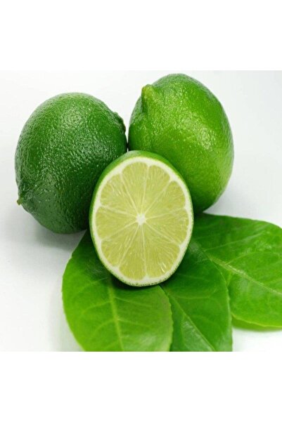 ASES Tüplü Aşılı Bodur Lime Misket Limon 2 Yaş Boy 70-80 Cm