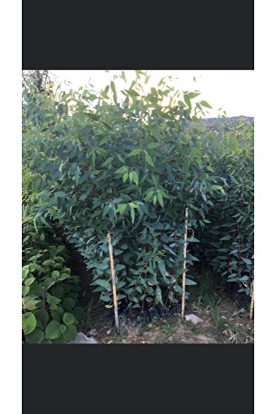 ASES Tüplü Okaliptus Fidanı Boy 70-100cm 4 Adet